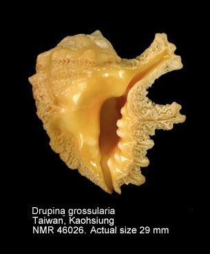 Drupina grossularia.jpg - Drupina grossularia(Röding,1798)